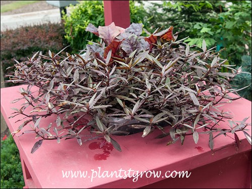 Nice combination of the red color on the wood and the foliage of Alternanthera Royal Tapestry.